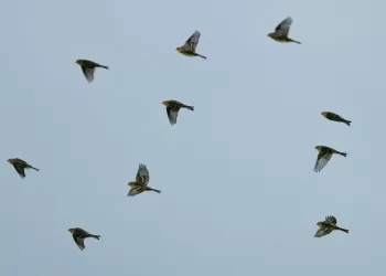 Europe’s disappearing birds reveal a broken food system