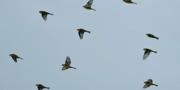 Europe’s disappearing birds reveal a broken food system
