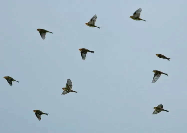 Europe’s disappearing birds reveal a broken food system 1 - Egyptian Gazette