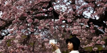 Japan’s cherry blossom picnics feel the pinch of global inflation