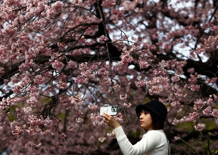 Japan's cherry blossom picnics feel the pinch of global inflation 11 - Egyptian Gazette