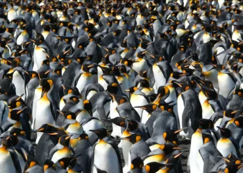 King penguins thrive in warming world