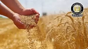 Egypt’s wheat output rise 6.5% in 2026/2027 season