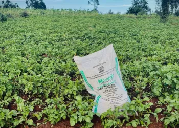 The war in Iran sparks a global fertiliser shortage