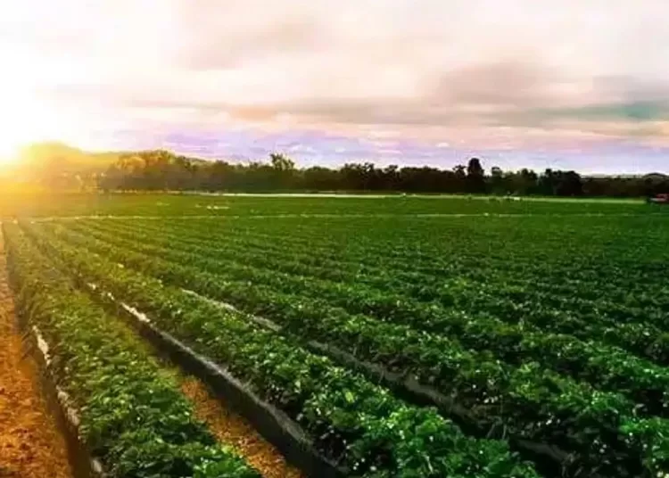 Egypt accelerates green economy shift under Vision 2030 11 - Egyptian Gazette