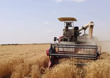 Egypt achieves breakthrough in cultivating salt-tolerant wheat