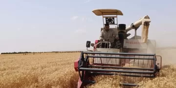 Egypt achieves breakthrough in cultivating salt-tolerant wheat 1 - Egyptian Gazette Egypt achieves breakthrough in cultivating salt-tolerant wheat