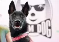 Rescue dog Yuri steals Cannes spotlight