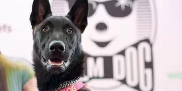 Rescue dog Yuri steals Cannes spotlight