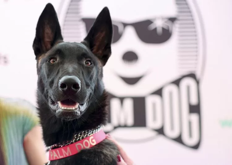 The dog named Apocalypse receives the Palm Dog award on-behalf of the dog named Yuri, winner of the award for his best canine performance in the film "La Perra" (La Chienne) presented at the Quinzaine des Cineastes (Directors' Fortnight), during the 79th Cannes Film Festival in Cannes, France, May 22, 2026. REUTERS/Gonzalo Fuentes