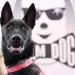 Rescue dog Yuri steals Cannes spotlight