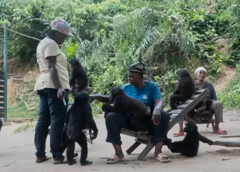 Bonobos