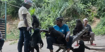 Bonobos