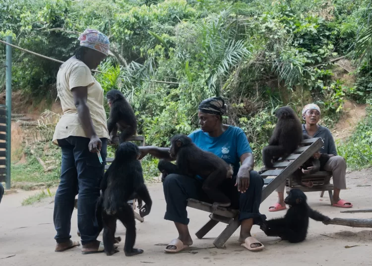 Bonobos