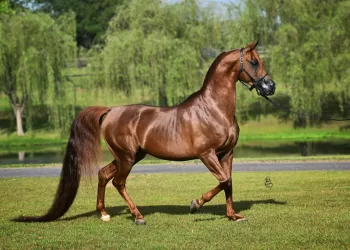 Egypt boosts Arabian horse exports