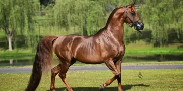 Egypt boosts Arabian horse exports