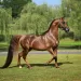 Egypt boosts Arabian horse exports