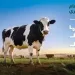 Egyptian Food Bank launches Eid Al-Adha ‘Sacrifice, Feed, Honour’ campaign