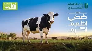 Egyptian Food Bank launches Eid Al-Adha ‘Sacrifice, Feed, Honour’ campaign 1 - Egyptian Gazette Egyptian Food Bank launches Eid Al-Adha ‘Sacrifice, Feed, Honour’ campaign