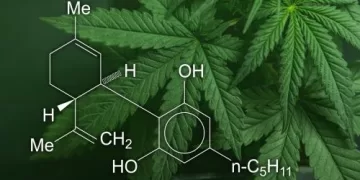 How Product Quality Impacts Your Entire Cannabis Experience