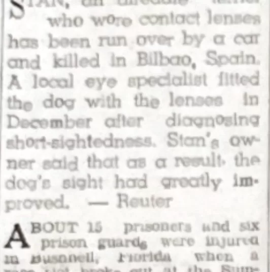 Dog wearing contact lenses dies 12 - Egyptian Gazette
