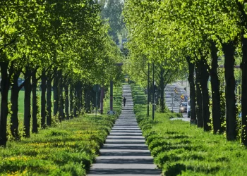 Trees