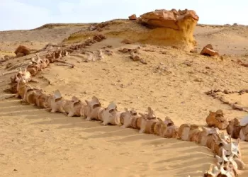 Egypt’s Wadi Al-Hitan on IUCN Green List for 5 years more
