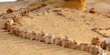 Egypt’s Wadi Al-Hitan on IUCN Green List for 5 years more