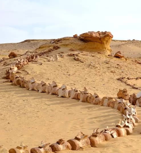Egypt’s Wadi Al-Hitan on IUCN Green List for 5 years more 12 - Egyptian Gazette