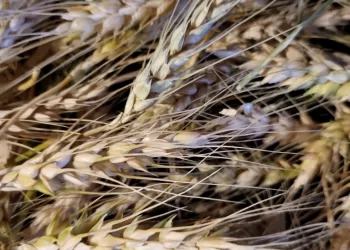 Wheat deliveries over 1.5m tonnes, exceeding 30% of target