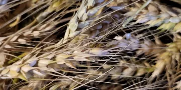 Wheat deliveries over 1.5m tonnes, exceeding 30% of target 1 - Egyptian Gazette Wheat deliveries over 1.5m tonnes, exceeding 30% of target