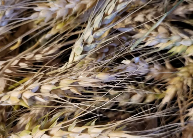 Wheat deliveries over 1.5m tonnes, exceeding 30% of target 12 - Egyptian Gazette Wheat deliveries over 1.5m tonnes, exceeding 30% of target 11 - Egyptian Gazette