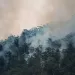 Climate change threatens global plant species 4 - Egyptian Gazette Climate change, global waming