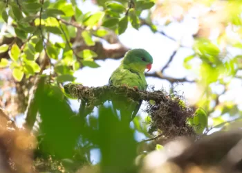 Indonesian parrot, seen once in century, reappears in mountain forest