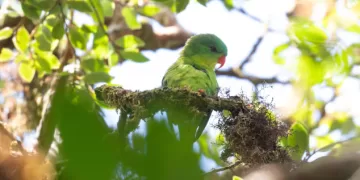Indonesian parrot, seen once in century, reappears in mountain forest 1 - Egyptian Gazette Indonesian parrot, seen once in century, reappears in mountain forest
