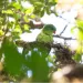 Indonesian parrot, seen once in century, reappears in mountain forest