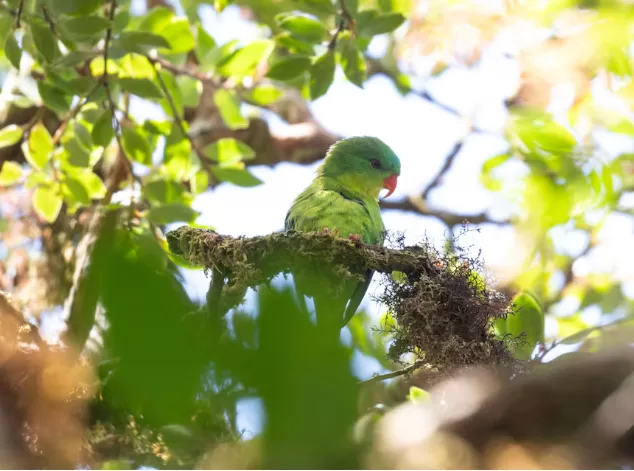 Indonesian parrot, seen once in century, reappears in mountain forest 13 - Egyptian Gazette Indonesian parrot, seen once in century, reappears in mountain forest 12 - Egyptian Gazette