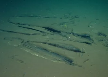 World’s largest whale graveyard discovered by Chinese sub