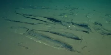 World’s largest whale graveyard discovered by Chinese sub