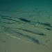 World’s largest whale graveyard discovered by Chinese sub
