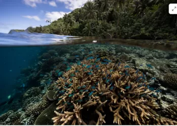 Scientists identify 64,000 sq miles of coral reef capable of surviving climate crisis