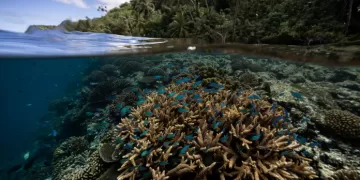 Scientists identify 64,000 sq miles of coral reef capable of surviving climate crisis 1 - Egyptian Gazette Scientists identify 64,000 sq miles of coral reef capable of surviving climate crisis