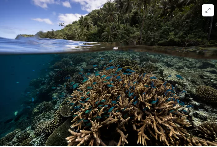 Scientists identify 64,000 sq miles of coral reef capable of surviving climate crisis 12 - Egyptian Gazette Scientists identify 64,000 sq miles of coral reef capable of surviving climate crisis 11 - Egyptian Gazette