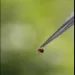 What to know about alpha-gal syndrome, the life-threatening meat allergy caused by tick bites