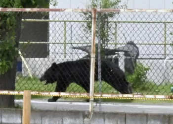 Bear injures 4 in Japan as attacks rise
