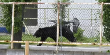 Bear injures 4 in Japan as attacks rise