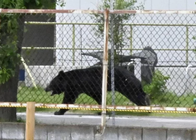 A bear walks on the premises of an office in Fukushima, Japan on Tuesday (June 2).