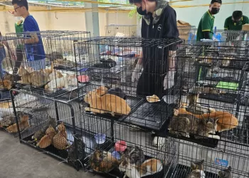 Cats