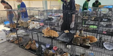 Cats