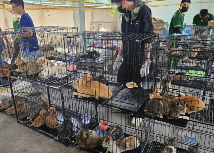 Cats